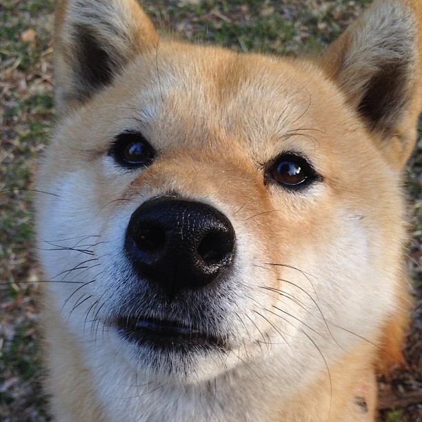 APEX英雄 国际赛事开放报名,apex比赛赛制