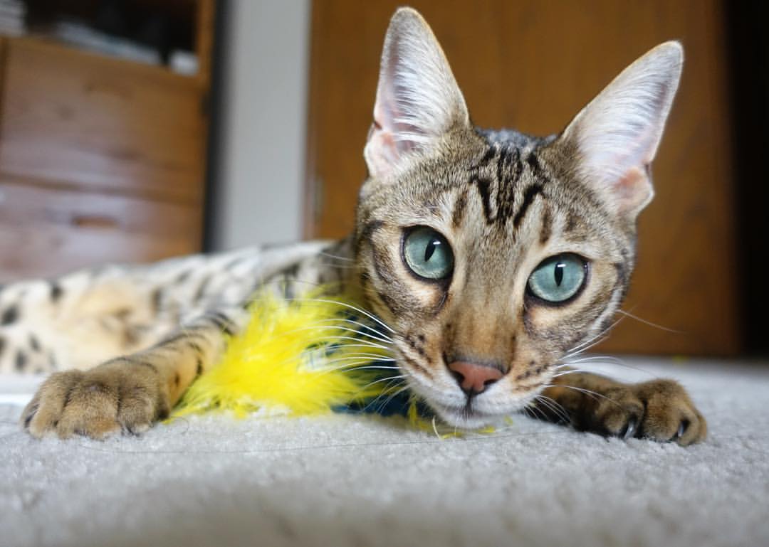 APEX英雄 国际赛事开放报名,apex比赛赛制